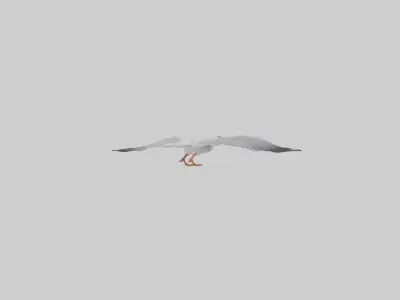 Gull flying model Low-poly 3D model