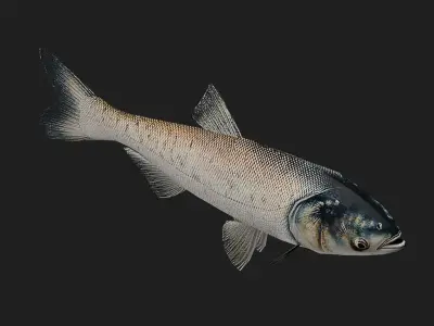 Carpfish Low-poly 3D model