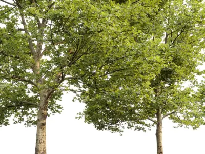 Plane-tree Sycamore Platanus V13 3D model