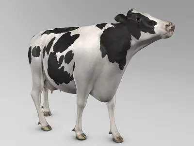 Cow Holstein  purchase 3D model