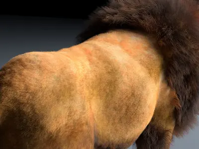 African Lion Hair Fur Rigged 3D model