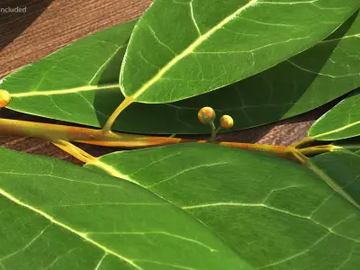 Laurus Nobilis Stem 3D model
