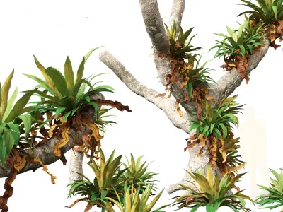 Asplenium nidus - Birds Nest Fern 3D model