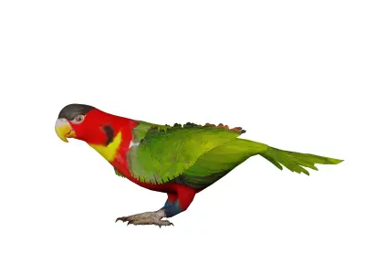 Yellow Bibbed Lory Parrot Bird Low-poly 3D model