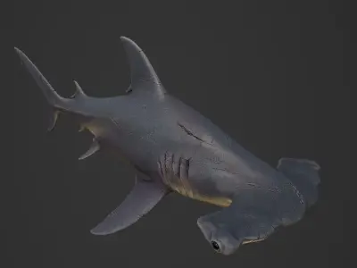 hammerhead shark Low-poly 3D model 7