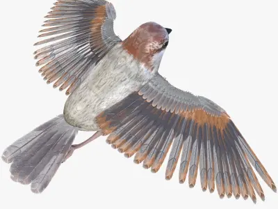 Sparrow Bird Rigged 3D model