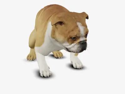 Dog English Bulldog Low-poly 3D model