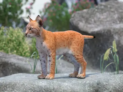 Lynx Cub 3D model