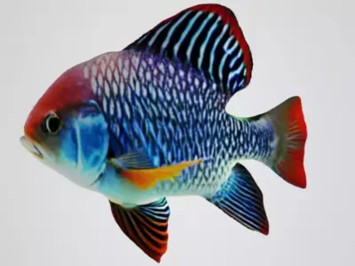 Fish 1 Free low-poly 3D model