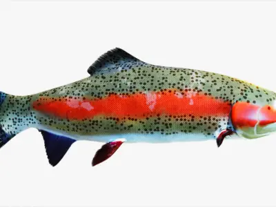 Rainbow Trout Low-poly 3D model