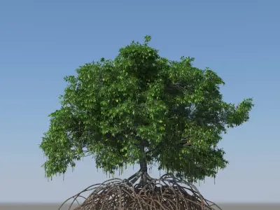 Mangroves 3D model