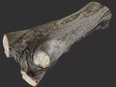 Piece of sawn tree wood 3d scan in highpoly 3D model