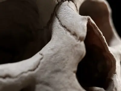 Human Skull  purchase 3D model