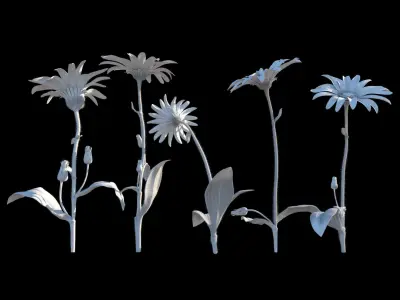 Mountain Arnica flower 3D model