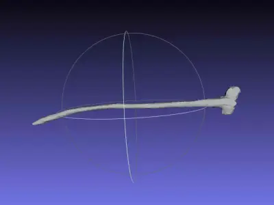 Psittacosaurus Anterior Cervical Rib Free 3D print model