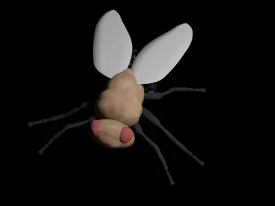 Fly Insect 3D model