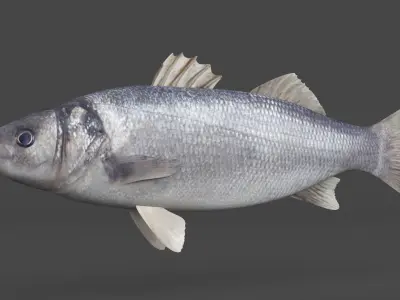 Seabass Fish 3D model buy