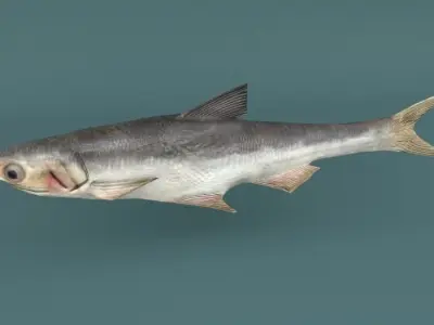 Anchovy fish Low-poly 3D model