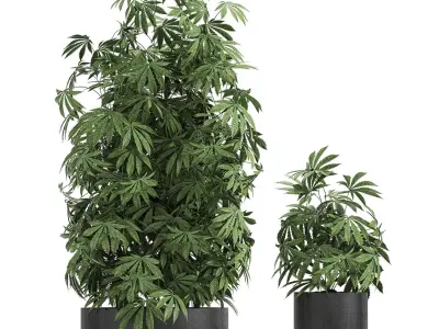  Decorative Cannabis in flowerpots 770 