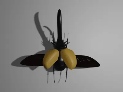 Beetle 3D model buy