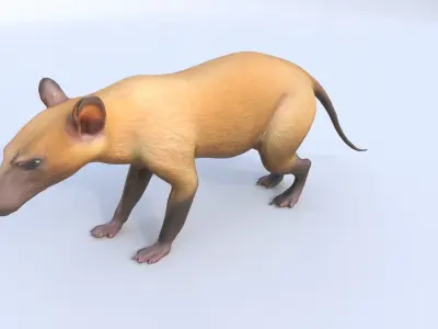 Hispaniolan Solenodon 3D model