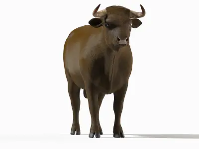Bull Body, Skeleton and Organs Static 3D model