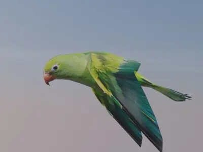 well modeled lowpoly Parrot Low-poly 3D model