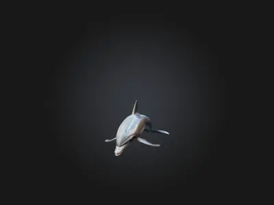 Realistic Dolphin Model Low-poly 3D model