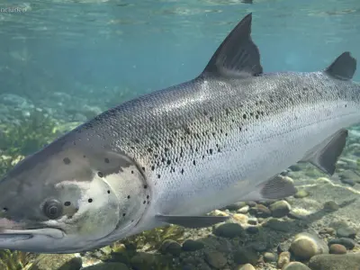  Atlantic Salmon For Blender 