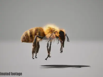 Honey Bee FUR UNREAL project  Maya base rig 3D model