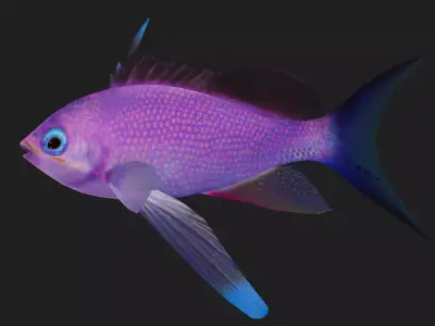 Serranidae Low-poly 3D model get