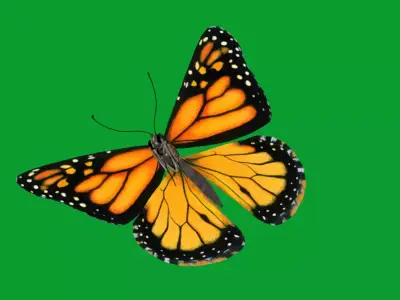 Monarch Butterfly Insect Low-poly 3D model