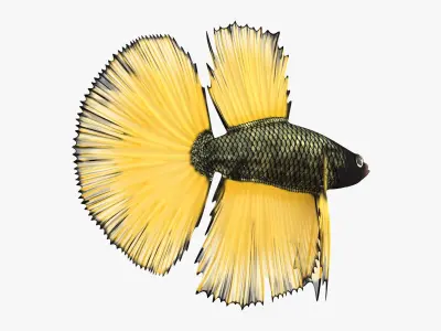  Betta Fish Aquarium Pet Rigged for Cinema 4D 