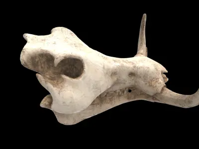 warthog skull 3D model