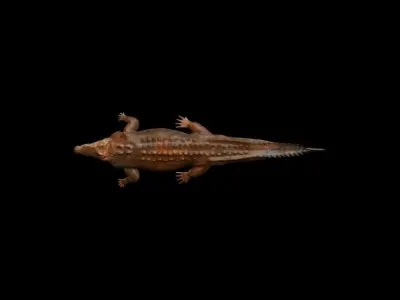 MUD CROC 3D model