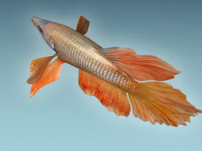 Betta Fish 7 3D model