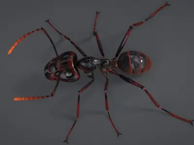 Realistic Black Ant 3D model