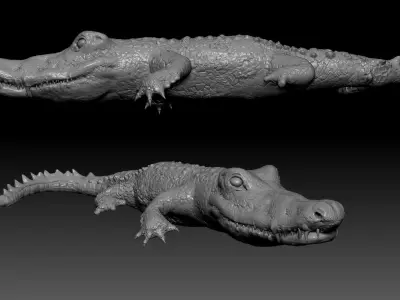 Crocodile two crocodiles 3D model