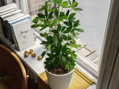  Dwarf Umbrella Tree Potted Plant Model  buy