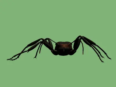 Soldier ant 3D model