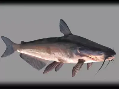 Blue Catfish 3D model