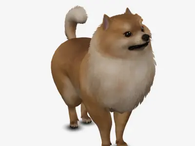Dog Pomeranian Low-poly 3D model