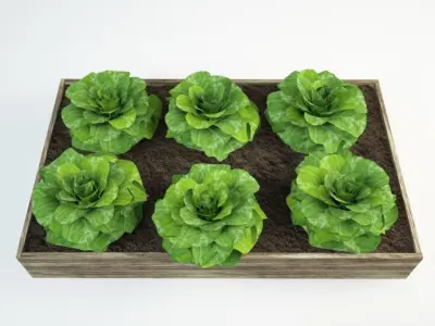 lettuce set 36 Lactuca 3D model