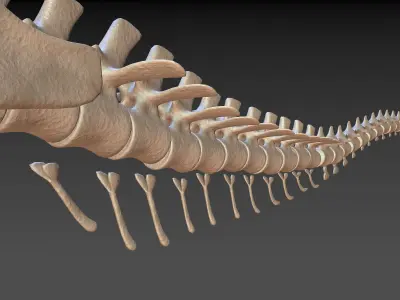 Ornithomimus skeleton 3D model