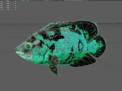 Cichlid Low-poly 3D model get