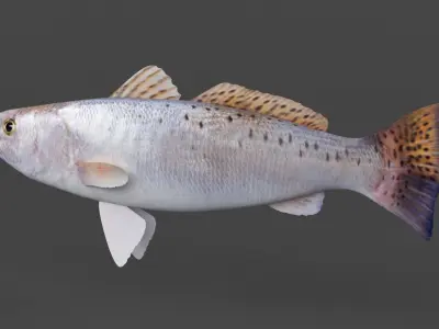 Seatrout Fish 3D model