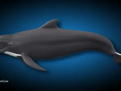 Pilot Whale 3D model buy