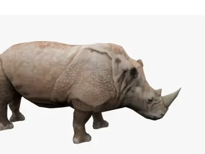 Rhino animation Low-poly 3D model