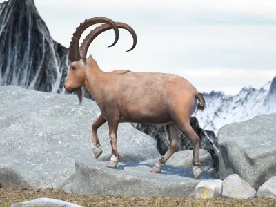 Alpine Ibex in Walking Pose 3D model