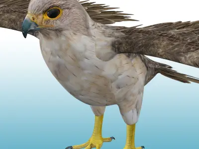 Hawk Rig 3D model